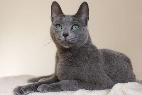 12 Things You Did Not Know About the Russian Blue Cat