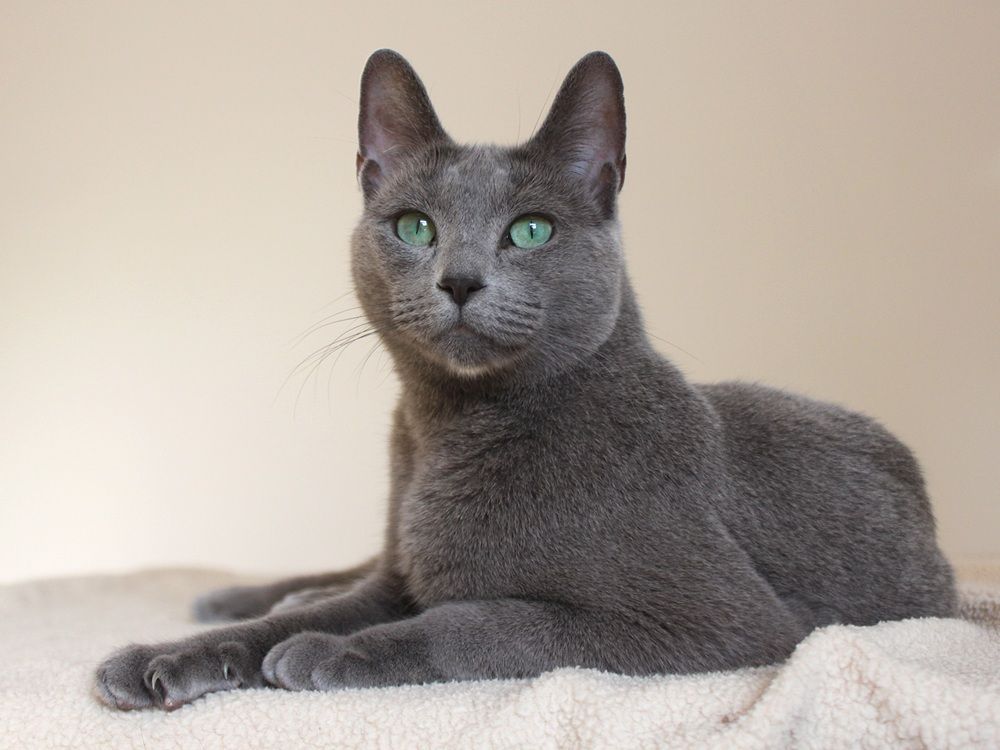 12 coisas que você não sabia sobre o gato azul russo 12 coisas que você não sabia sobre o gato azul russo