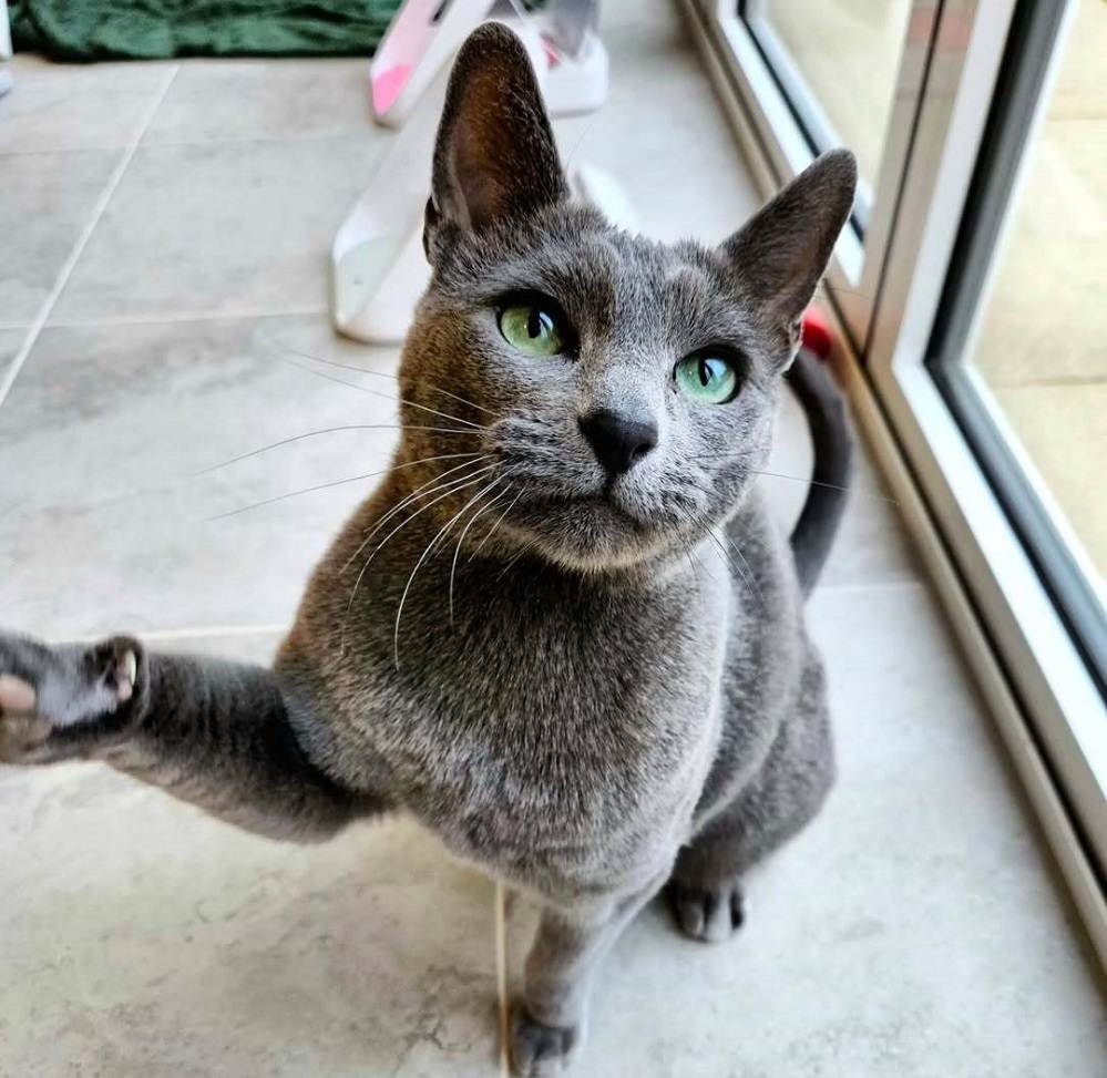 Kira