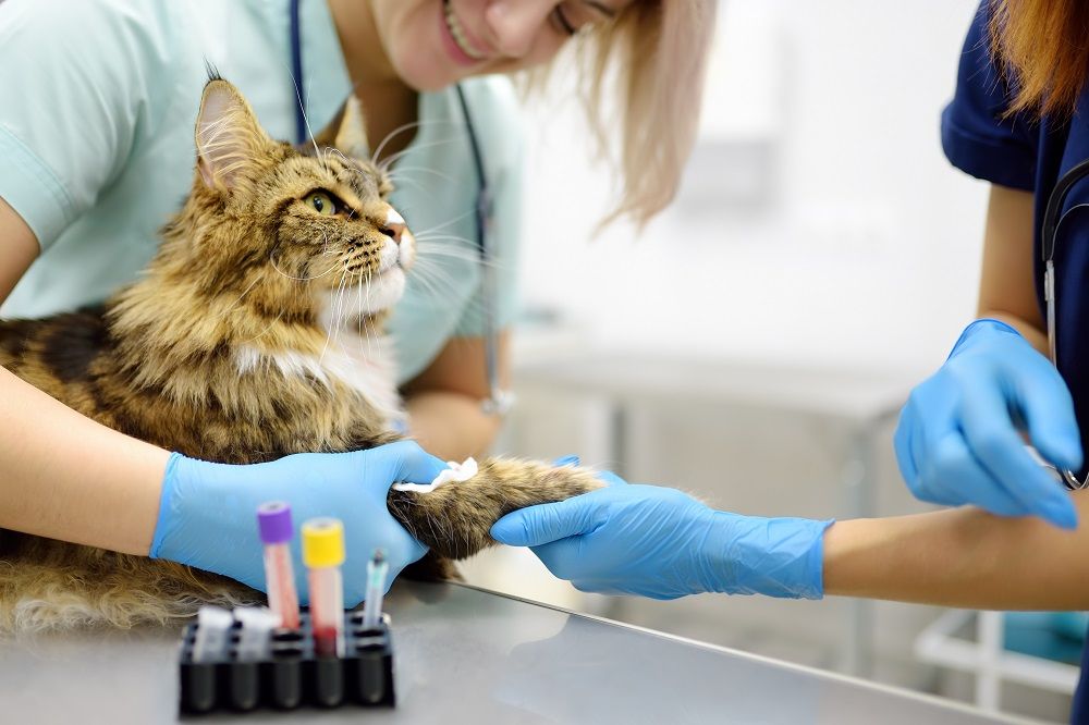 Long-haired tabby cat sitting calmly after a blood sample is taken by two veterinary care technicians