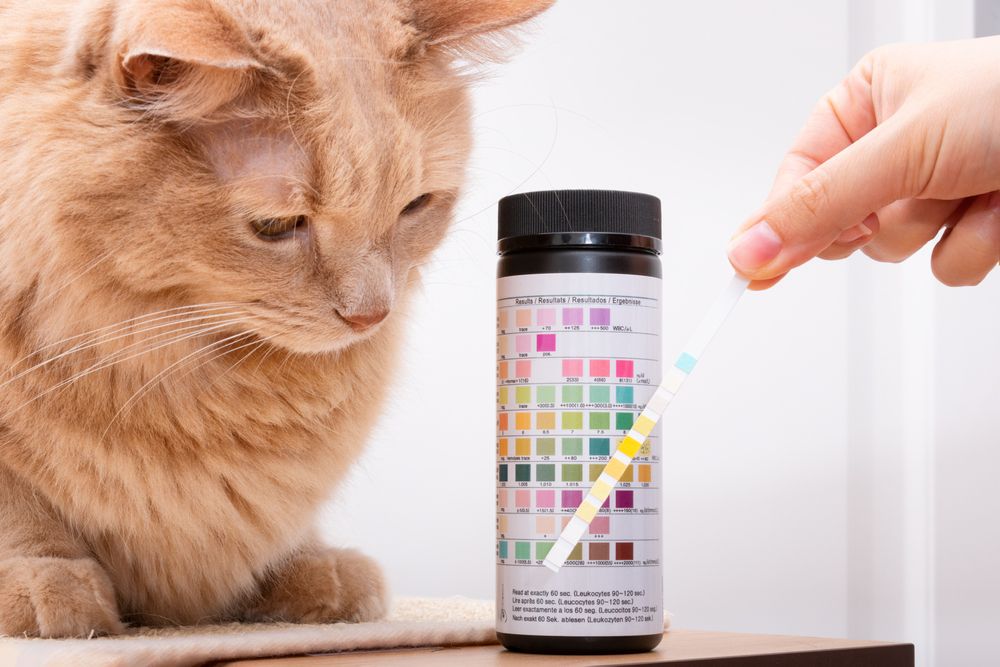El gato atigrado naranja mirando un medidor de prueba de orina dirigido por una mano humana.