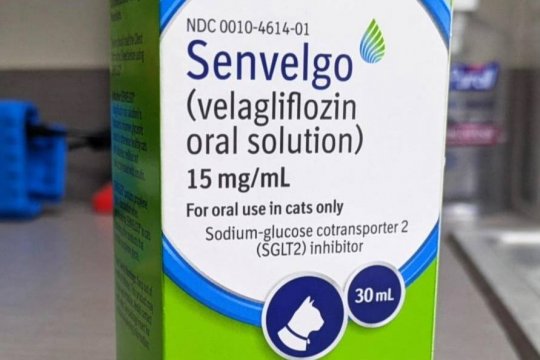 Senvelgo for Cats: Overview, Dosage & Side Effects