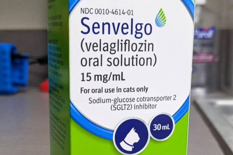 Senvelgo para gatos