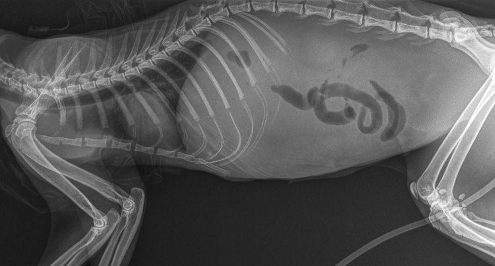 X-ray of a cat’s body with excess fluid in the abdomen