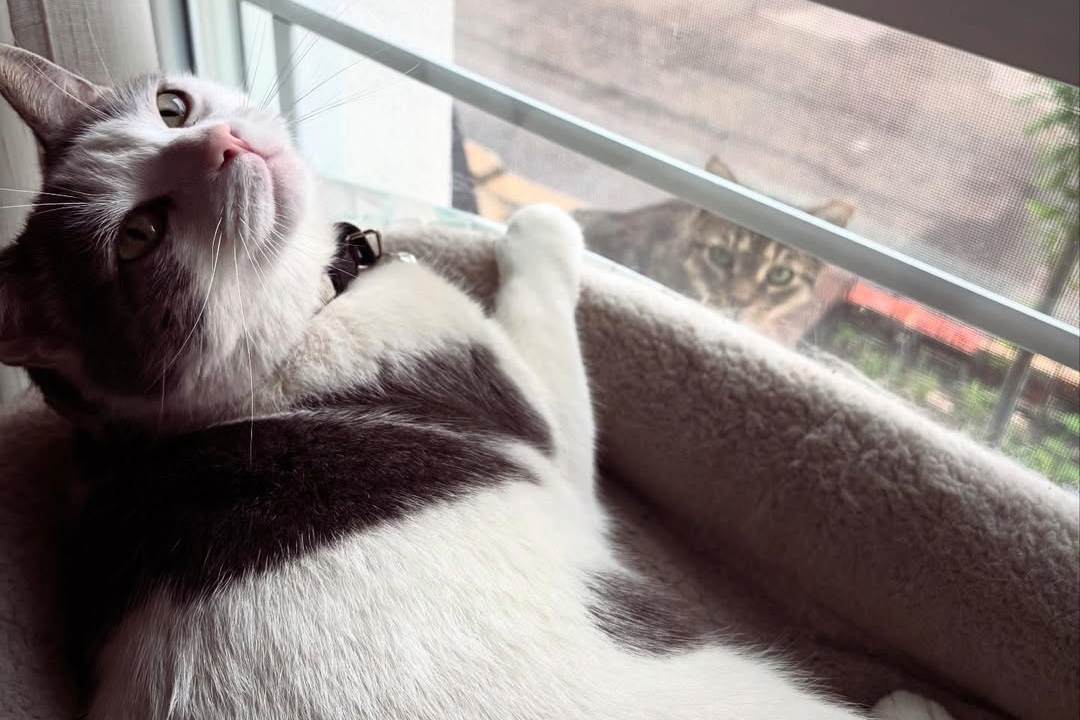 black and white cat and tabby