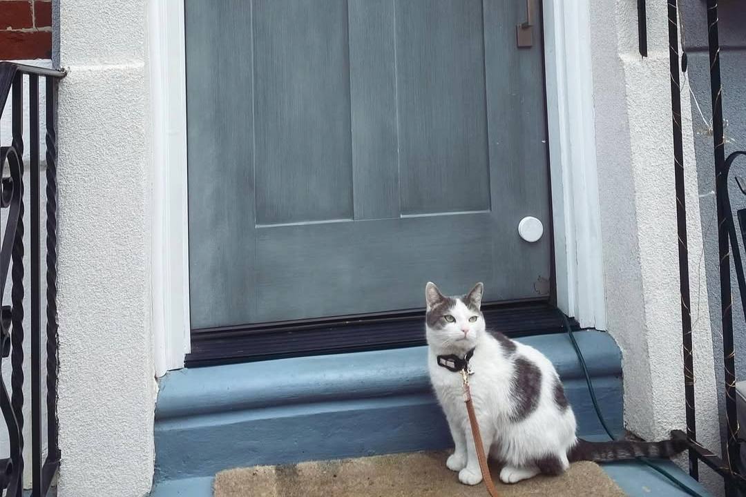 black and white cat on least in front of door