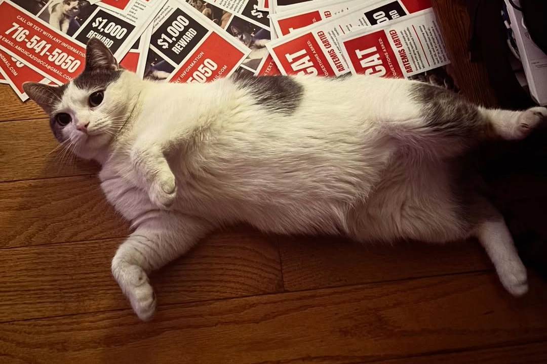 black and white cat showing belly
