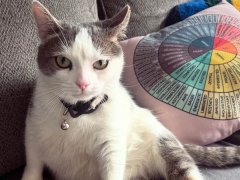 black and white cat with collar