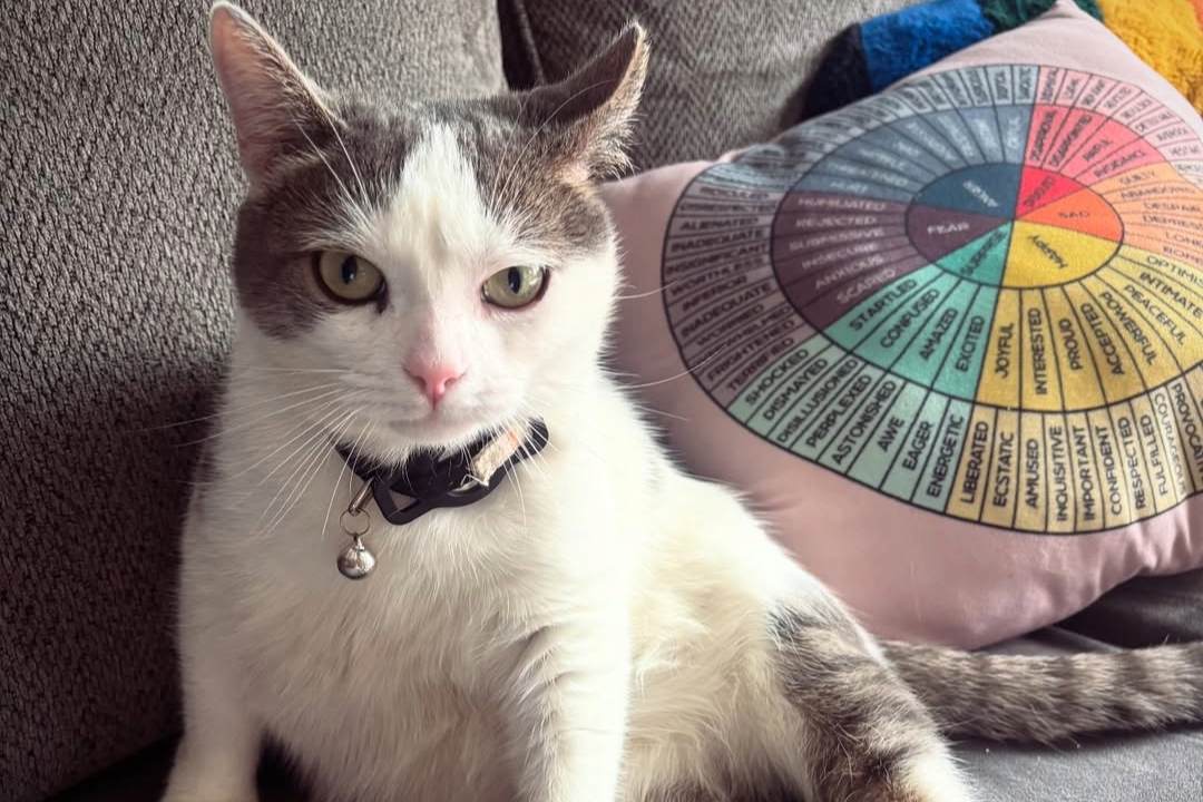 black and white cat with collar