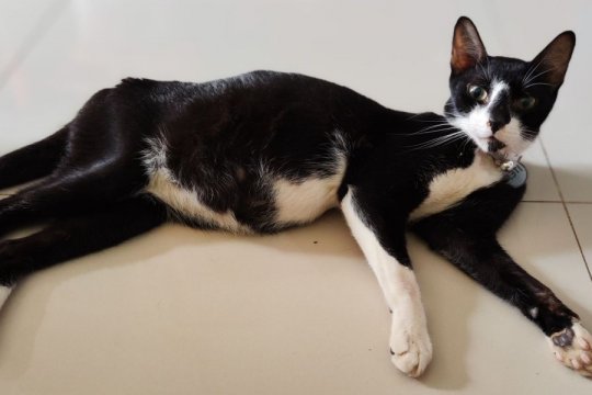 GS-441524 for Cats: Overview, Dosage & Side Effects
