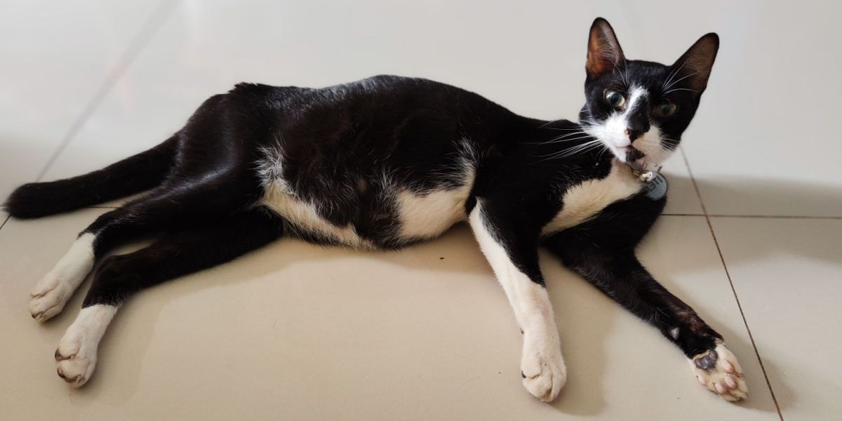 cat with fip