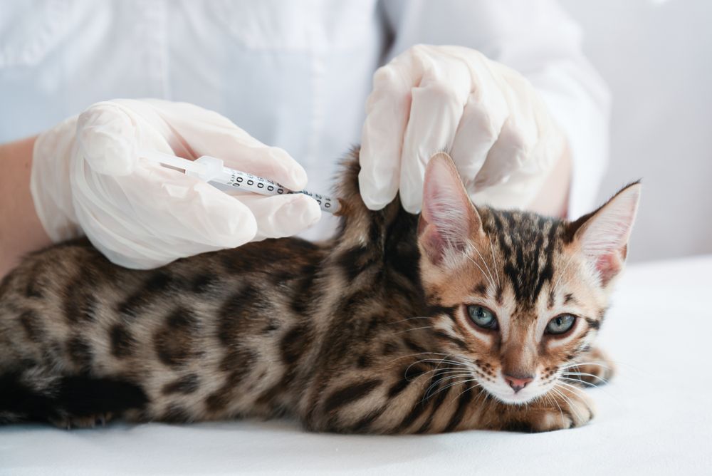 dando a um pequeno gato um comprovado pela injeção