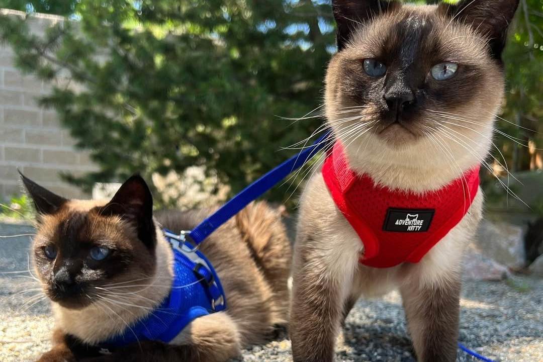 Ramby_and_gracie Siamese Cat