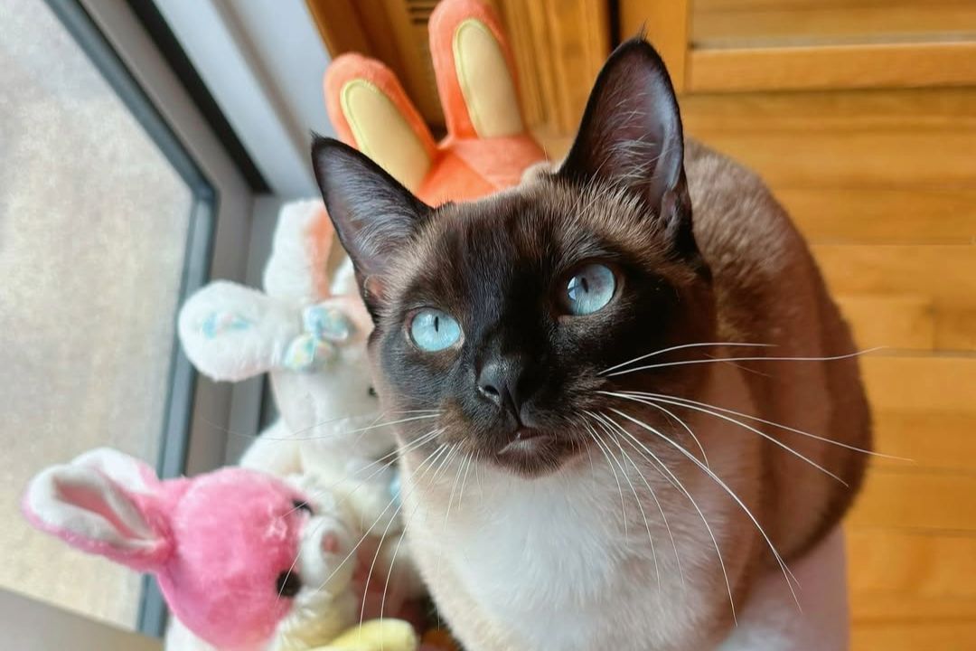 siamese.kitty.suki