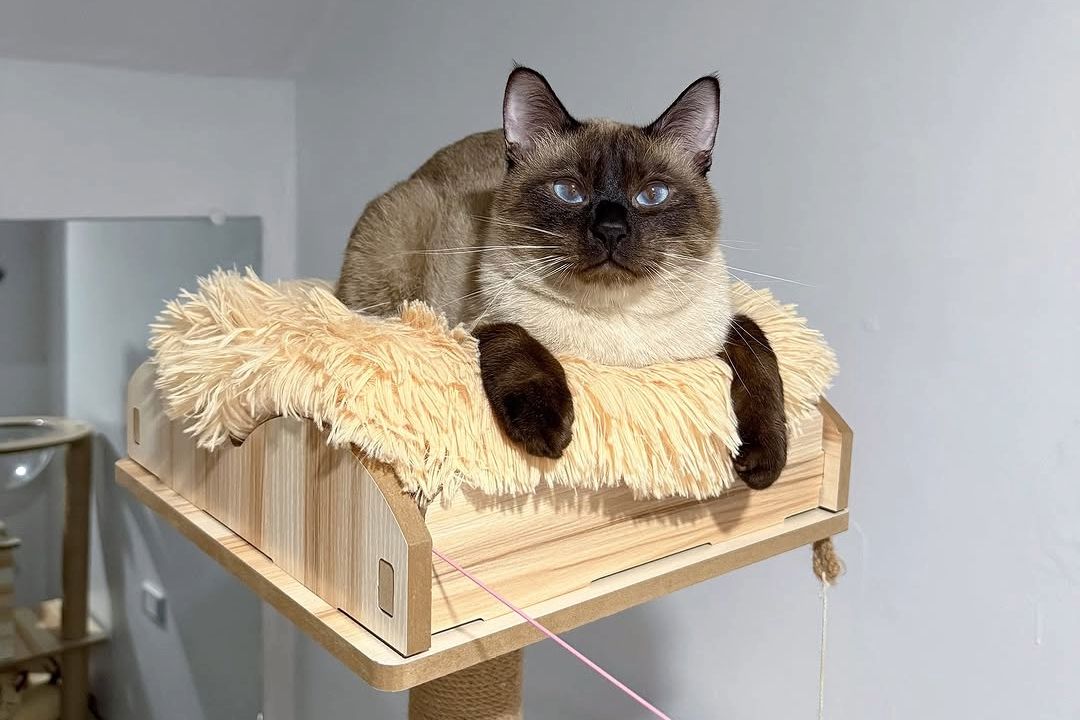 tofu o gato siamês