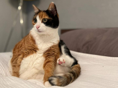 A female is usually at the top of the cat hierarchy in households with multiple cats