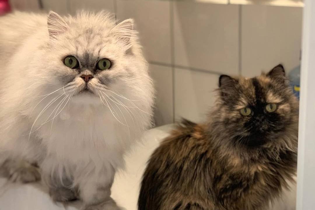 Elvis, Bella, and Esther