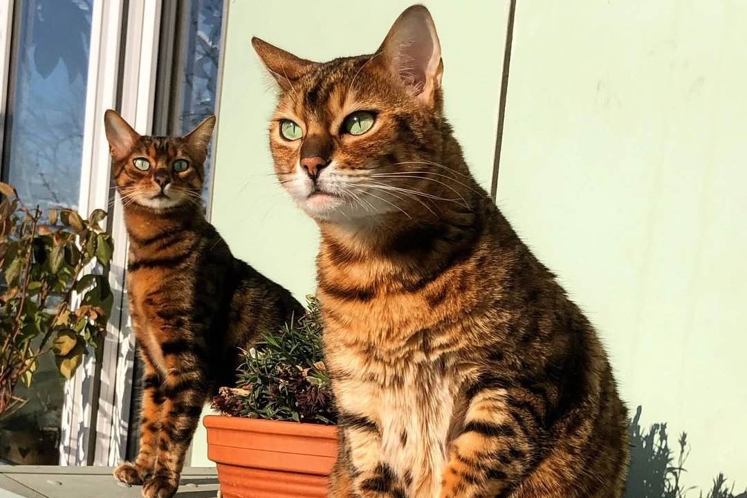 Feodora and Bronsky