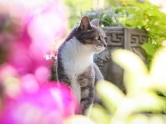Grey & White Short Hair Tuxedo & Brown Tabby Cats Outside Outdoors