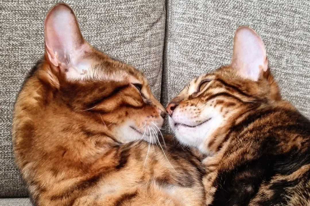 Hugo and Hector