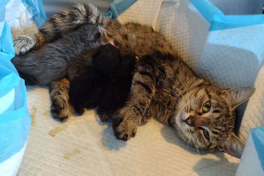 Why I Foster Kittens and 4 Reasons Why You Should