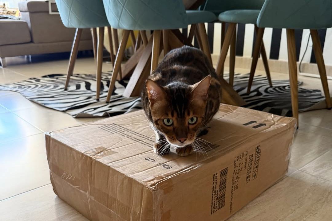 Leo the bengal cat