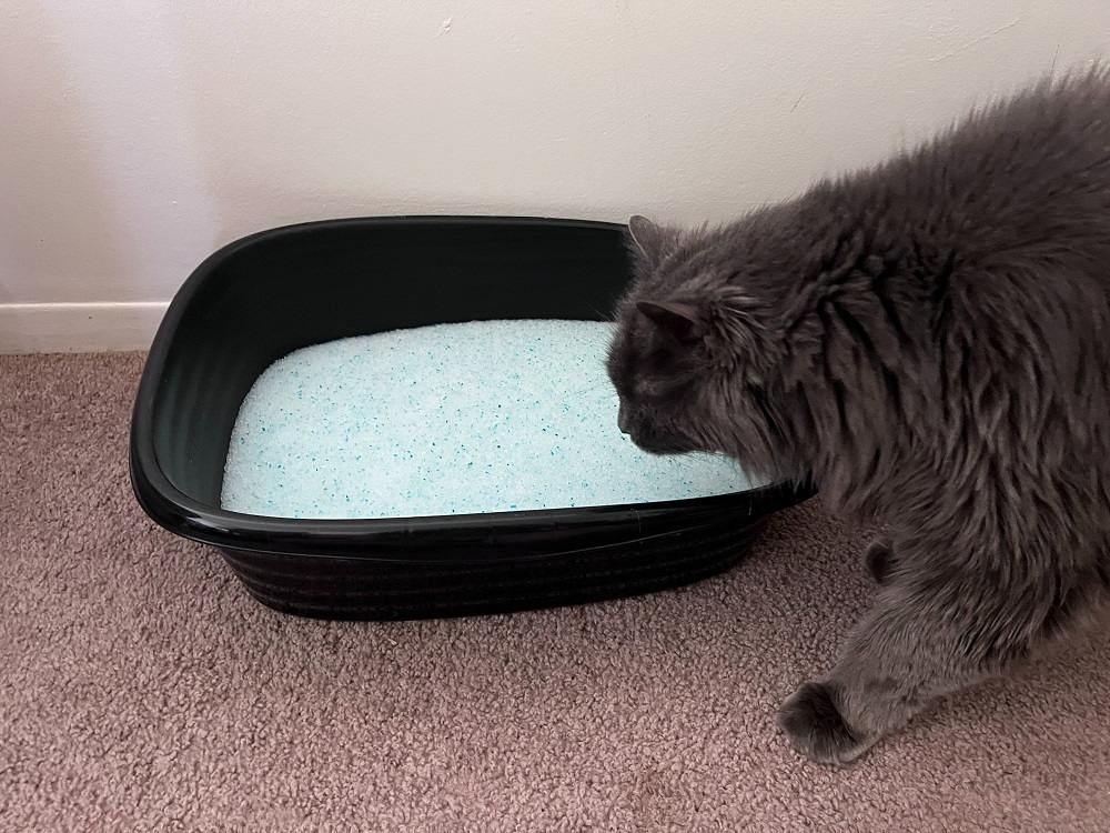 Litter Pearls Micro Crystal Litter is currently being tested by our cat.