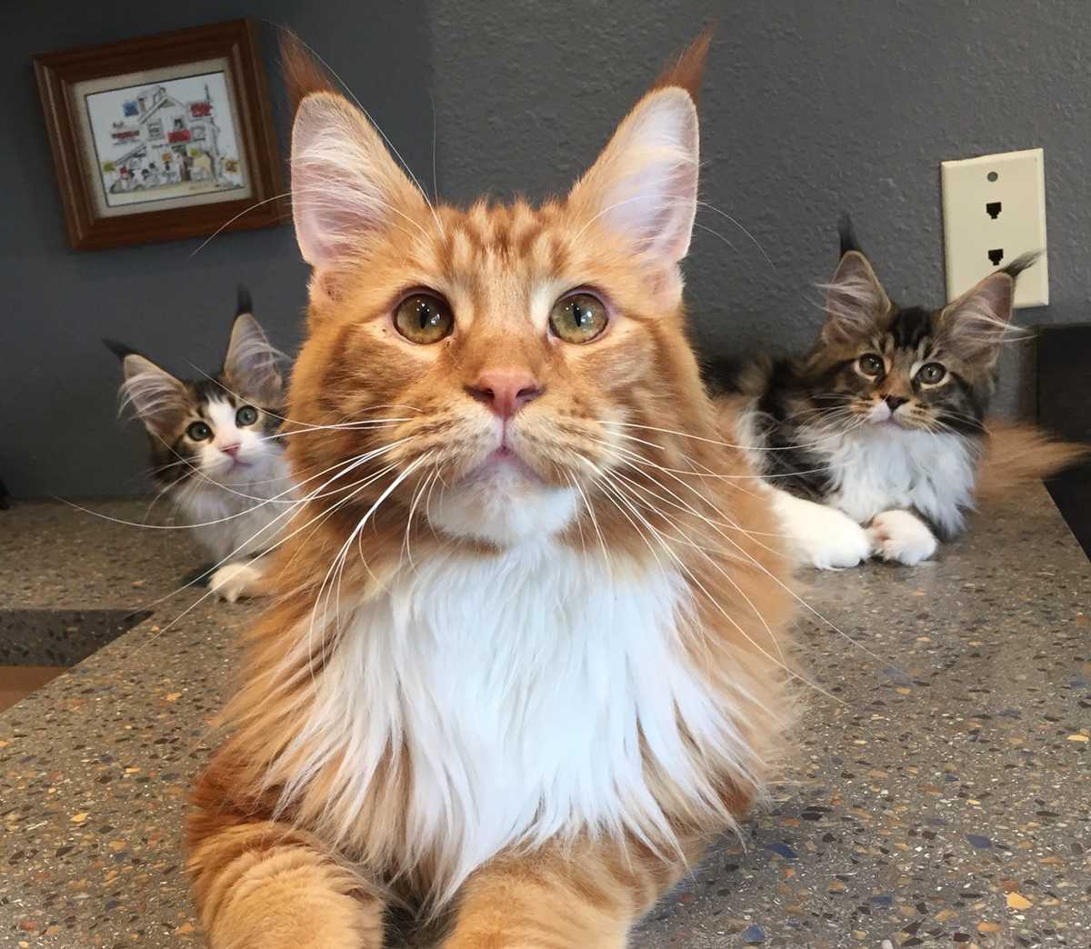 Meet Finn