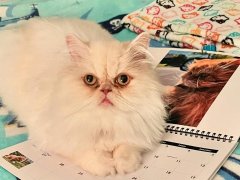 Percy the persian