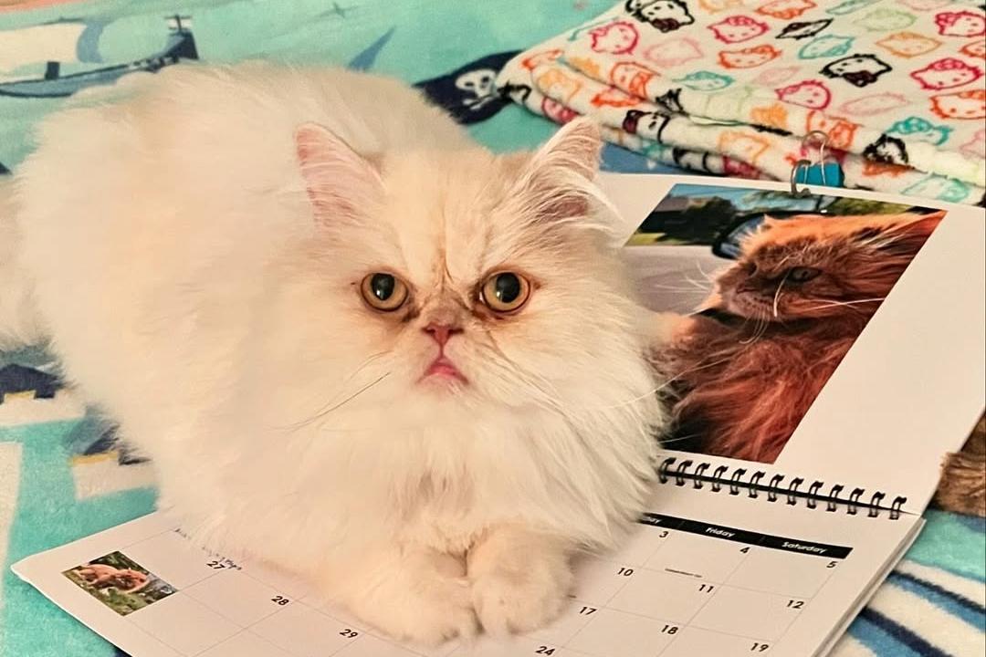 Percy the persian