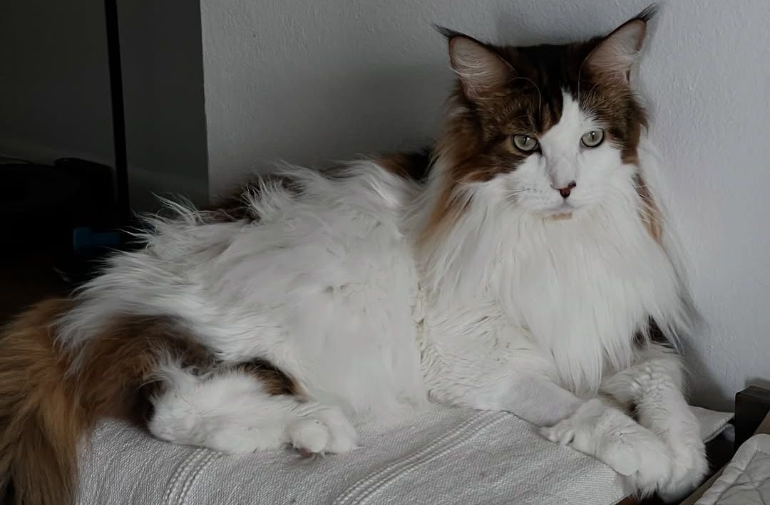 Samson