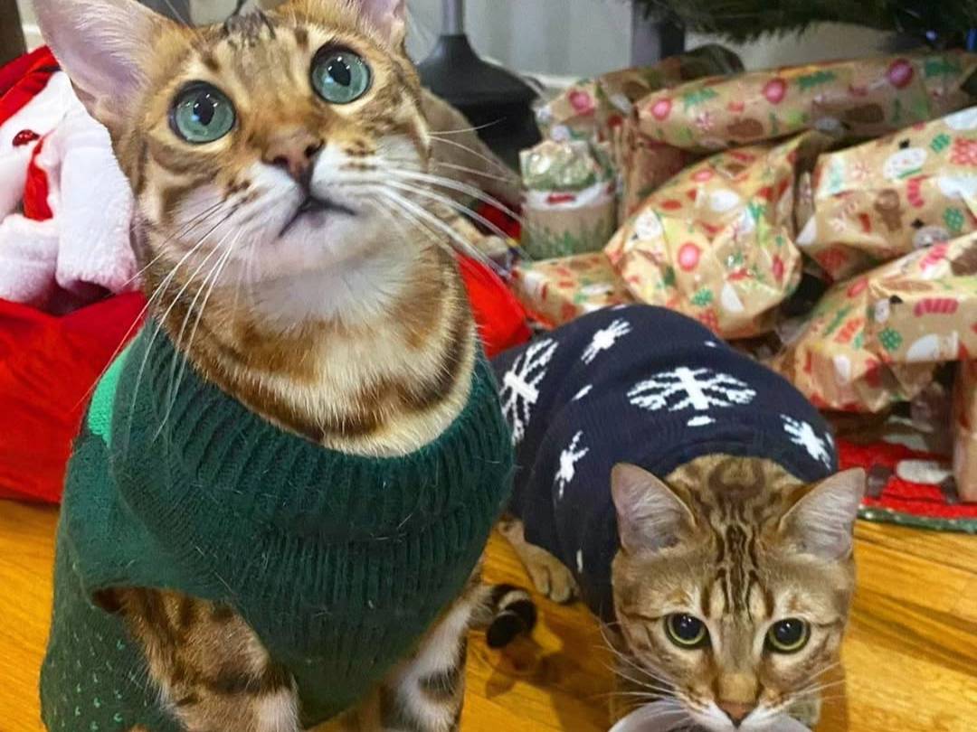 Simba and Fiji