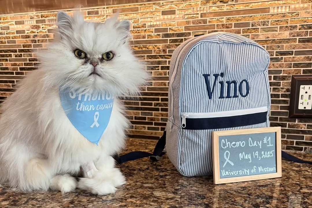 Vino the persian