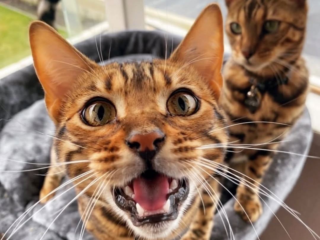 Ziggy and Zelda