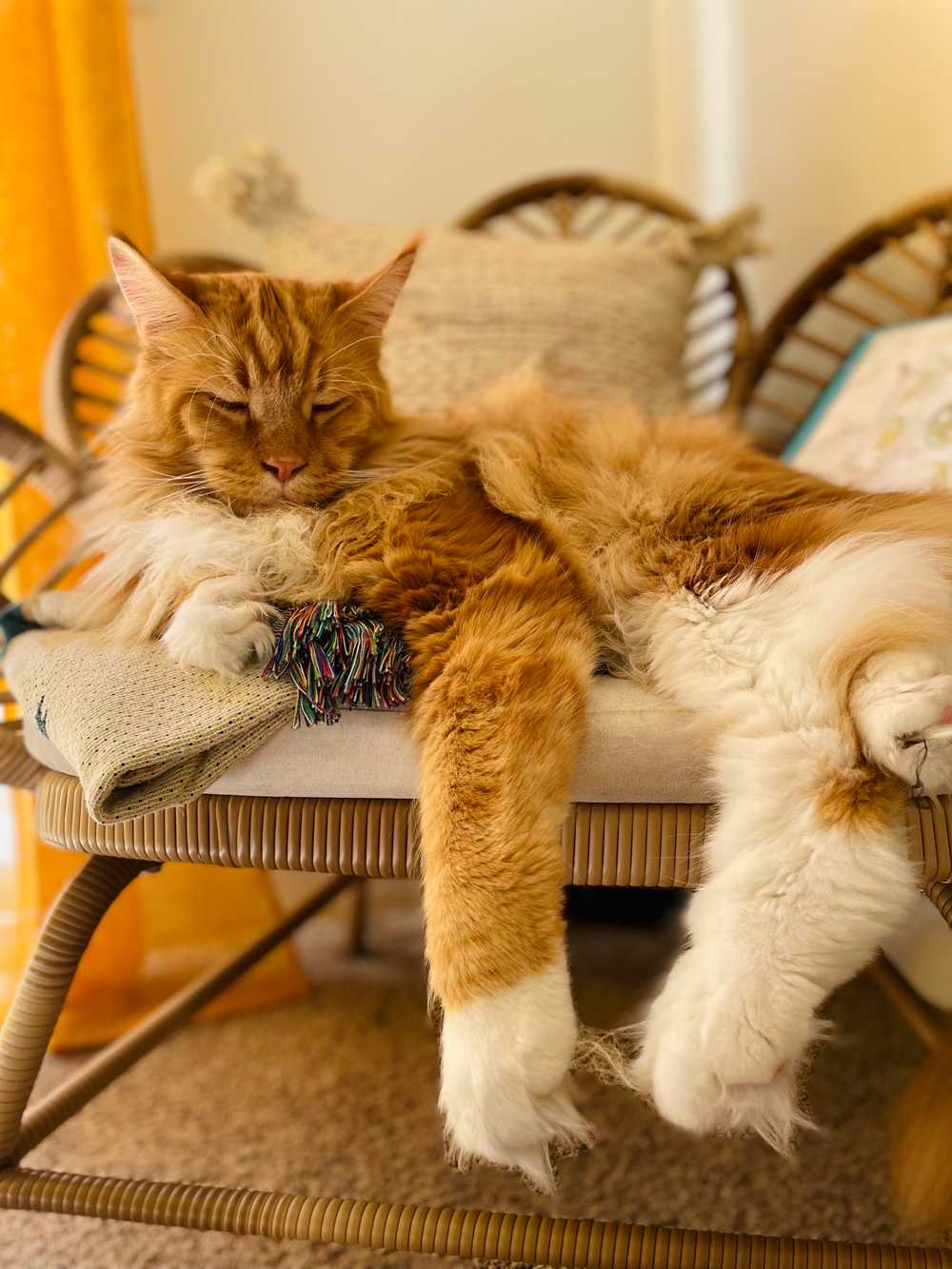 finn sleeping