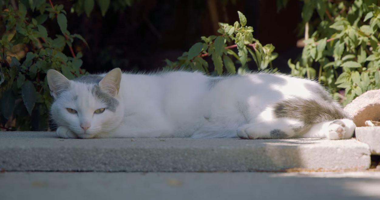 kiki the school mascot