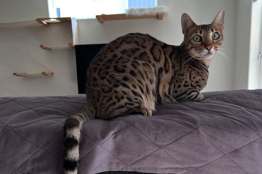 mandu the bengal cat
