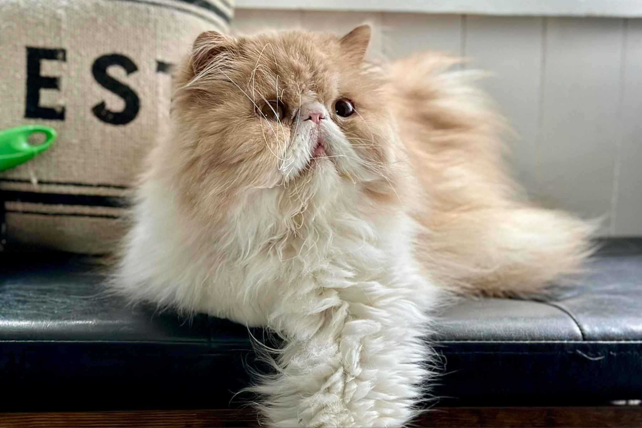morris the persian cat