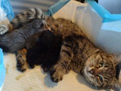 Juna-nursing-her-babies