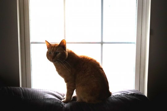 Study on Rethinking Cat Scratching