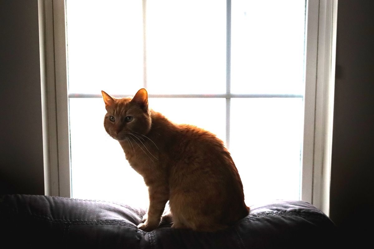 Orange Short Hair Tabby Cat Laying On Couch Looking Out Window At Winter Snow
