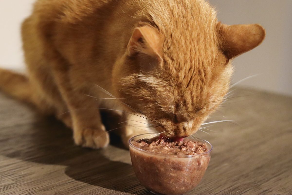 Orange Short Hair Tabby Eating BFF Wet Canned Cat Food Duck & Tuna Lots O Luck Dinner In Gravy