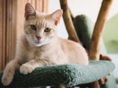 Orange cat laying on green cat tree