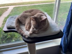 PetFusion Ultimate Cat Window Climbing Perch