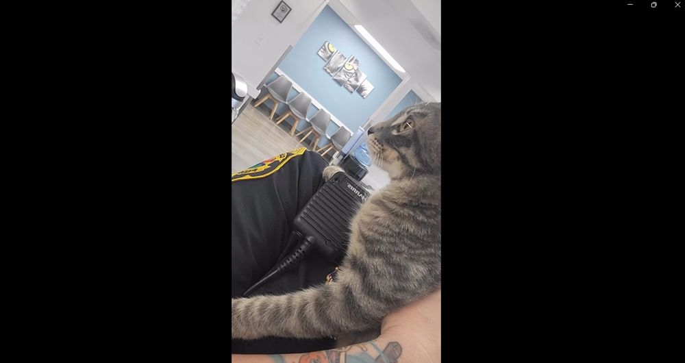 cat in the police station