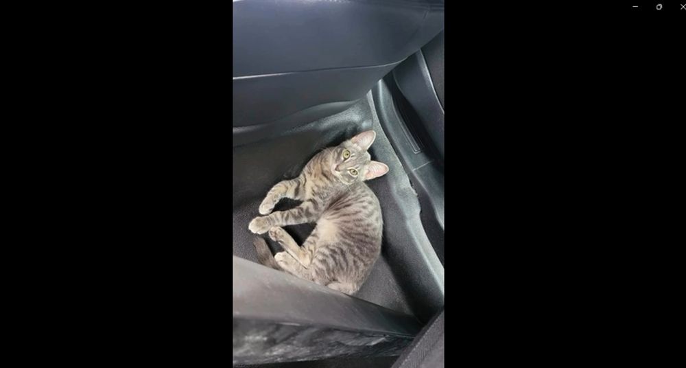 cat rescued