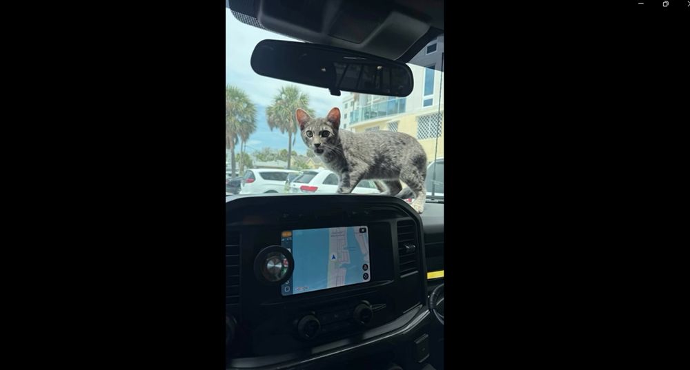 cat saved