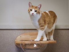 orange cat