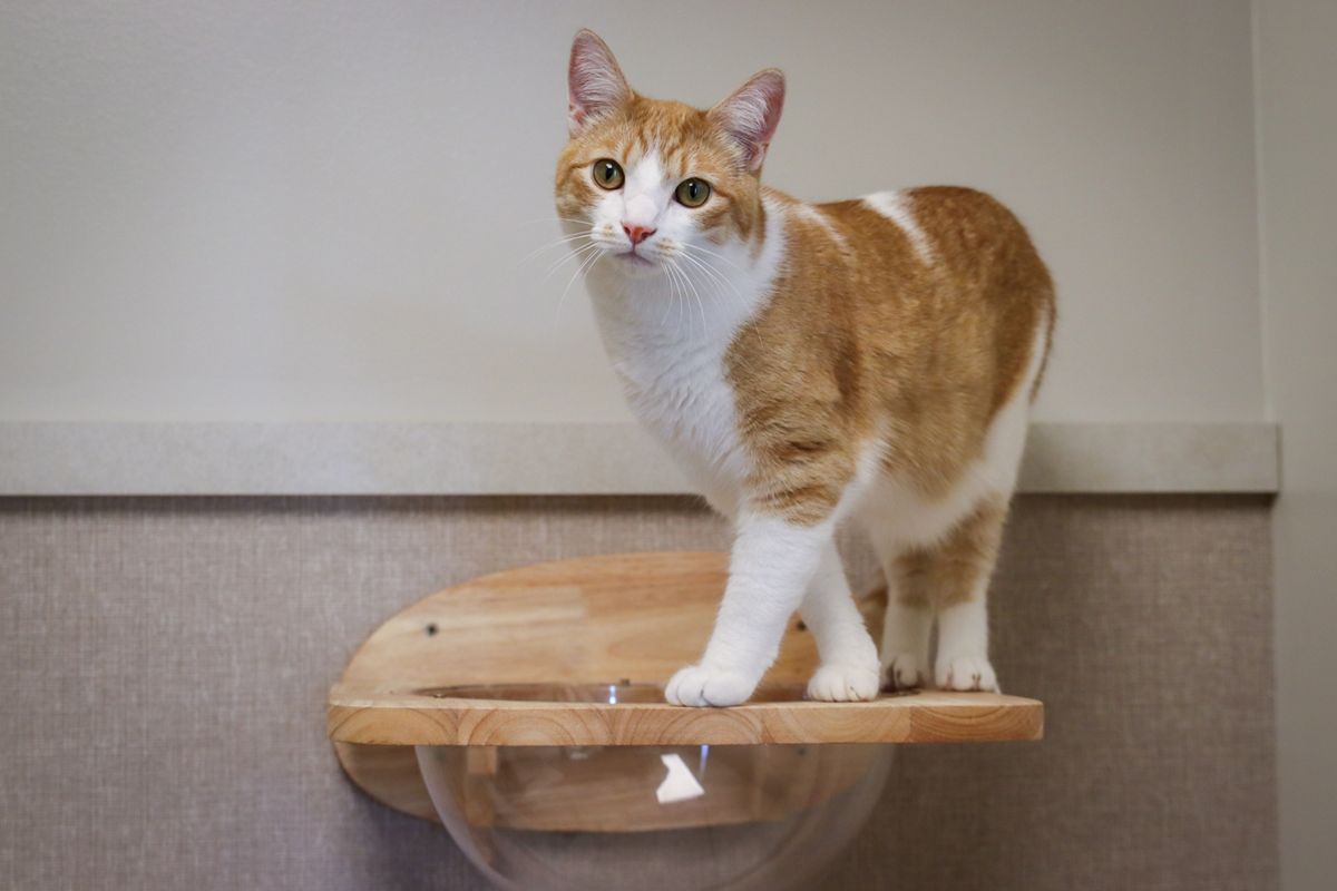 orange cat