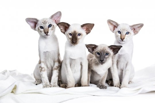 12 Siamese Cat Types and How to Tell Them Apart